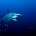 shark_hammerhead_scalloped_ci_h_120306_cr.jpg
